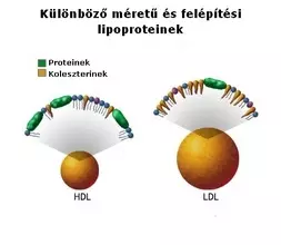 LDL koleszterin